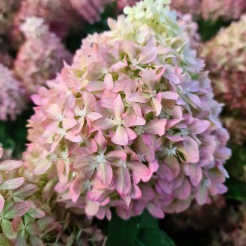 Hydrangea paniculata Pixio - Hortensia paniculé nain Hydrangea paniculata Pixio - Hortensia paniculé nain