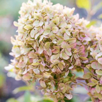 Hydrangea paniculata Pixio - Hortensia paniculé nain Hydrangea paniculata Pixio - Hortensia paniculé nain