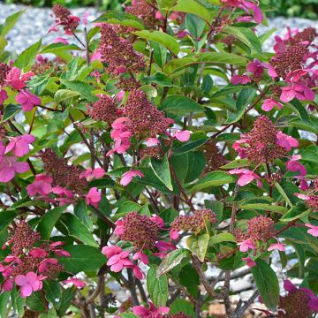 Hortensia - Hydrangea paniculata Diamant Rouge en pot de 10 L Hortensia - Hydrangea paniculata Diamant Rouge en pot de 10 L