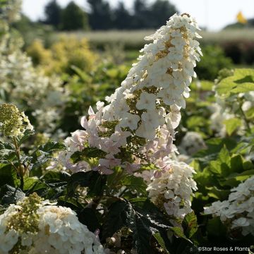 Hortensia à feuilles de chêne - Hydrangea quercifolia Sike's Dwarf