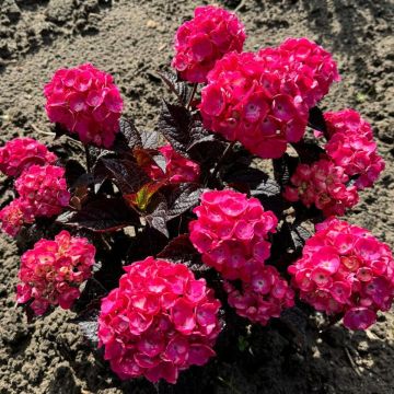 Hortensia - Hydrangea serrata Choco Strawberry