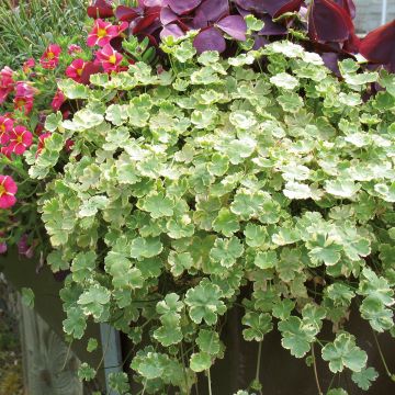 Hydrocotyle sibthorpioides Variegata Hydrocotyle sibthorpioides Variegata