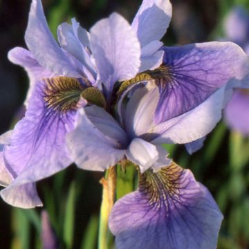 Iris sibirica Tipped in Blue - Iris de Sibérie