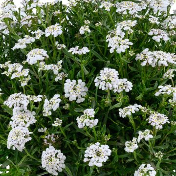 Iberis sempervirens Appen-Etz - Corbeille d'argent