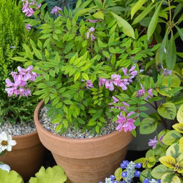 Indigofera heterantha Gerardiana - Indigotier rose Indigofera heterantha Gerardiana - Indigotier rose