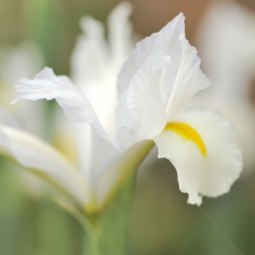 Iris reticulata Alida - Iris réticulé