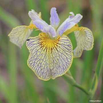 Iris pseudacorus