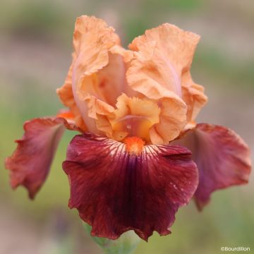 Iris germanica Bébé Rose - Iris de bordure