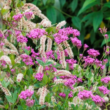 Itéa de Virginie - Itea virginica