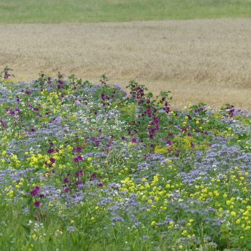 Graines OXIPOLI® - Mélange de fleurs annuelles pour 40 m² Graines OXIPOLI® - Mélange de fleurs annuelles pour 40 m²