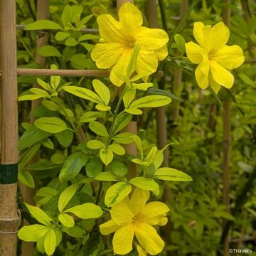 Jasmin primevère - Jasminum mesneyi