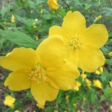 Kerria Japonica Golden Guinea