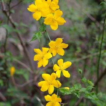 Kerria Japonica Golden Guinea Kerria Japonica Golden Guinea