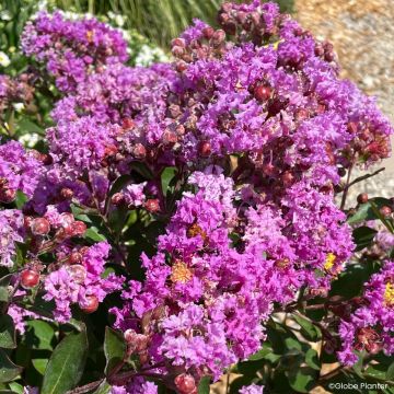 Lilas des Indes - Lagerstroemia indica Midnight Magic