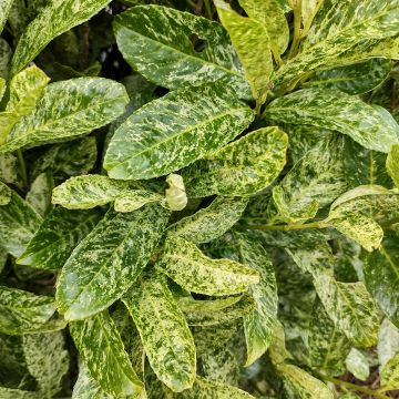 Laurier cerise - Prunus laurocerasus Marbled White Laurier cerise - Prunus laurocerasus Marbled White