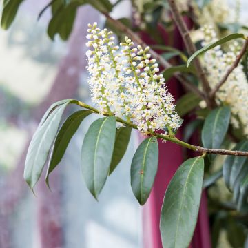 Laurier du Portugal - Prunus lusitanica