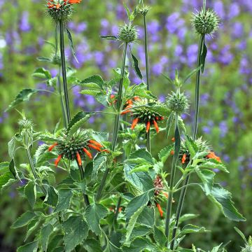 Graines de Leonotis nepetifolia