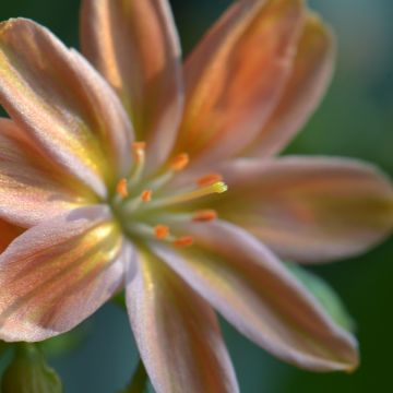 Lewisia Little Peach
