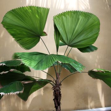 Licuala grandis - Palmier cuillère Licuala grandis - Palmier cuillère