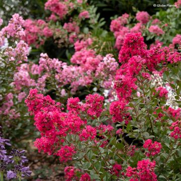 Lilas des Indes - Lagerstroemia indica Midnight Magic