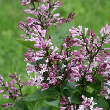 Lilas nain - Syringa Baby Kim