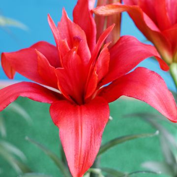 Lis asiatique Mapira