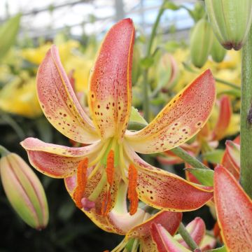 lis hybride de martagon - Lilium x martagon Slate's Morning