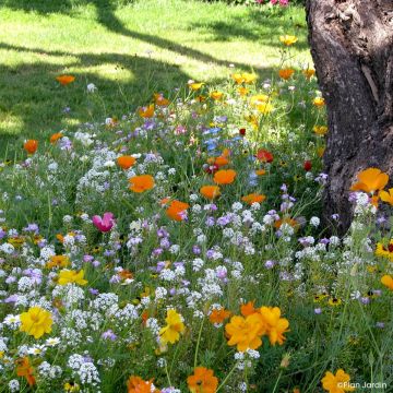 Mélange pour pieds d'arbres - Sachet 3 m2