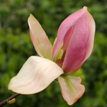 Magnolia Galaxy