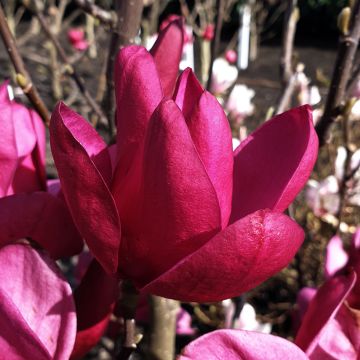 Magnolia Genie Magnolia Genie