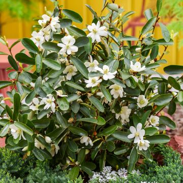 Magnolia laevifolia Achteraan - Michelia yunnanensis