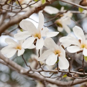 Graines de Magnolia kobus