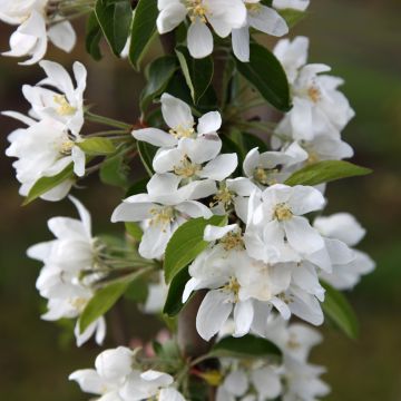 Pommier d'ornement - Malus Sugar Tyme