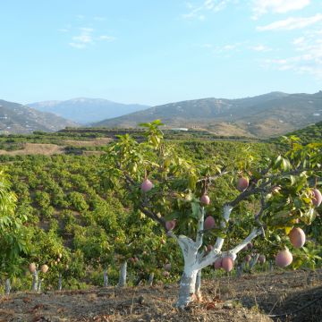 Psidium cattleianum - Goyavier de Cattley ou de Chine