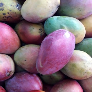 Psidium cattleianum - Goyavier de Cattley ou de Chine