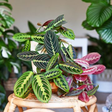 Maranta Tricolor Fascinator - Plante qui prie