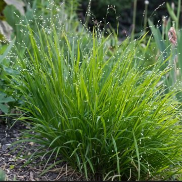 Melica uniflora albida - Mélique à une fleur