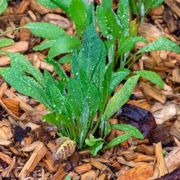 Mentha Coq -Tanacetum balsamita