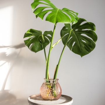 Monstera deliciosa - Faux-philodendron