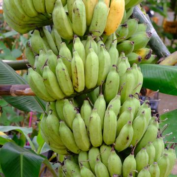 Ensete ventricosum Maurelii - Bananier rouge d'Abyssinie