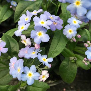 Myosotis Myomark Myosotis Myomark
