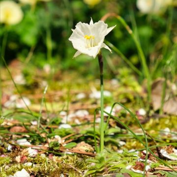 Narcisse bulbocodium White Petticoat