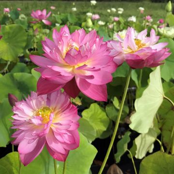 Nelumbo nucifera rose - Lotus des Indes rose
