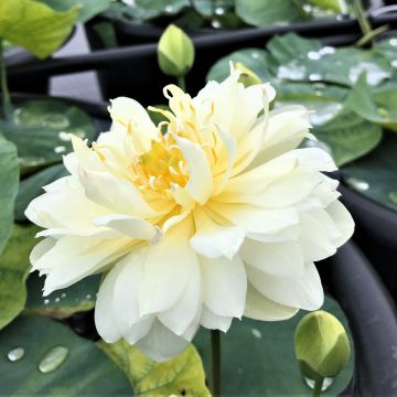 Nelumbo nucifera rose - Lotus des Indes rose