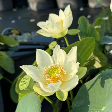 Nelumbo nucifera rose - Lotus des Indes rose