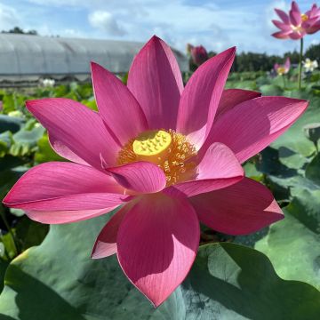 Nelumbo nucifera rose - Lotus des Indes rose