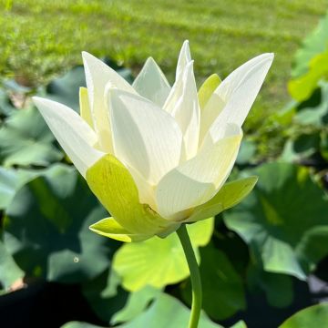 Nelumbo nucifera rose - Lotus des Indes rose