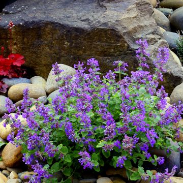 Nepeta faassenii - Népéta hybride. Nepeta faassenii - Népéta hybride.