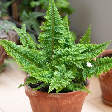 Nephrolepis exaltata Cotton Candy - Fougère de Boston Nephrolepis exaltata Cotton Candy - Fougère de Boston