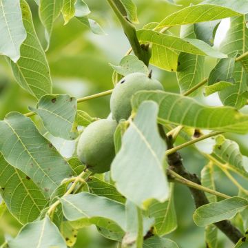 Noyer commun Corne - Corne du Périgord - Juglans regia